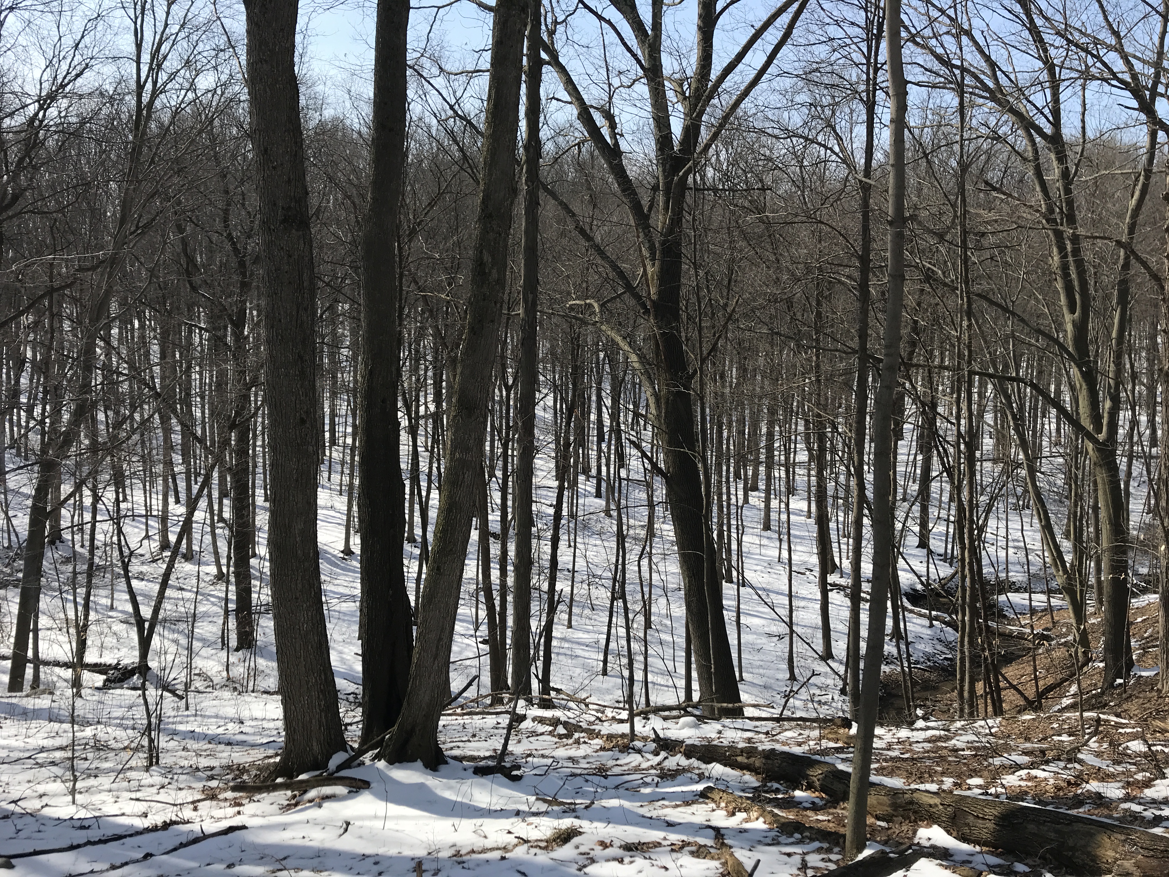 Looking+down+a+hill+into+a+forest+in+winter.+The+trees+are+bare+and+there%26%2339%3Bs+a+light+cover+of+snow+on+the+ground%2C+the+sky+is+blue+to+the+southwest.